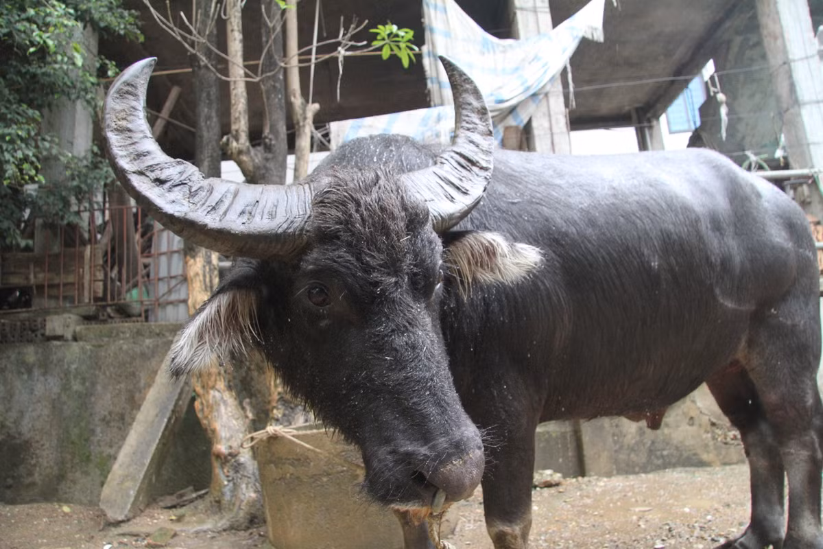 Ngoài ra, đòn đánh dùng sừng móc mắt, móc hầu, móc khóe tai làm cho đối phương khó chịu, thất thế nhanh chóng. Mặt khác, một số ông chủ trâu thống nhất với nhau cho trâu nhìn nhau từ xa để kích thích các ông cầu. Trước khi ra chiến khoảng một tháng, các chủ thường hãm trâu trong tối để tăng độ lỳ lợm, hung hãn cho các ông cầu.