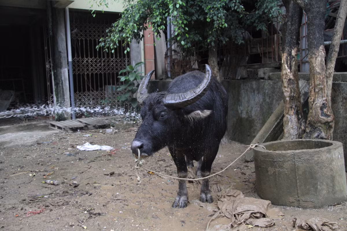 Trong quá trình huấn luyện trâu, mỗi ngày hai lần sáng và chiều đều đưa trâu ra các bãi đất để rèn luyện bằng cách cho chiến ngưu húc vào các mỏm, bờ đất cứng rồi đưa đến vườn cây luyện các thế đánh. Thậm chí, có những ông cầu sẽ được cho đi kéo gỗ để tăng cường sức khỏe.