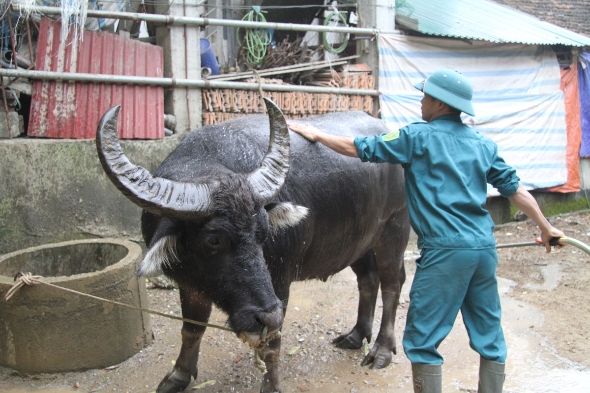 Kể về giải chọi trâu, anh Quyết cho biết công cuộc tuyển lựa và huấn luyện trâu là vất vả nhất. 