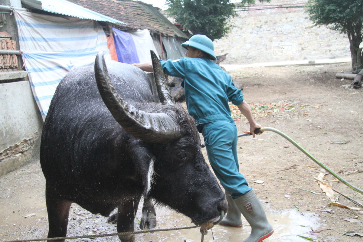 Các mảng miếng rèn trâu chủ yếu là đòn hổ lao là miếng đánh dập từ xa, đây là đòn thiên về sức mạnh, nhiều "ông Cầu" đã chết ngay tại chỗ vì miếng đánh này, nhẹ hơn là bị choáng váng mất sức nghiêm trọng.