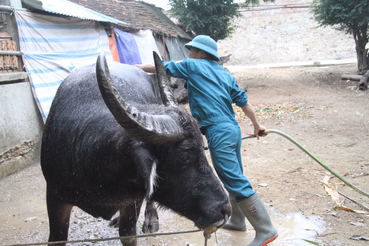 Các mảng miếng rèn trâu chủ yếu là đòn hổ lao là miếng đánh dập từ xa, đây là đòn thiên về sức mạnh, nhiều "ông Cầu" đã chết ngay tại chỗ vì miếng đánh này, nhẹ hơn là bị choáng váng mất sức nghiêm trọng.