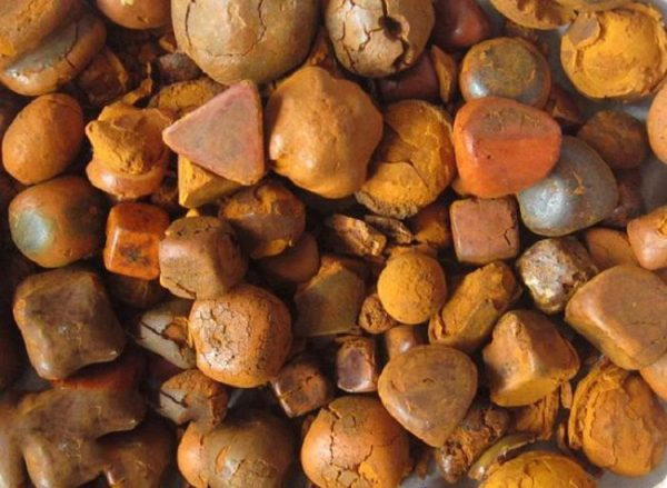 Sỏi mật bò được gọi là Ngưu hoàng, tây ngưu hoàng, tây hoàng; phần lớn hình trứng, có thể hình cầu, hình tròn, vuông hoặc hình tam giác, đường kính 0,6-3,3 cm. Ngưu hoàng mặt ngoài mịn bóng, trơn, không có màu trắng là loại tốt.