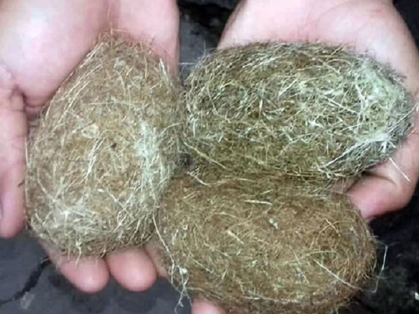 Cát lợn thường có trọng lượng từ khoảng 0,5 đến 2,8kg với những đặc điểm chung như hình bầu dục, có lông, mùi thảo mộc dễ chịu, không bốc mùi hôi thối dù được lấy trong nội tạng của lợn.