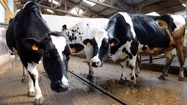 Để việc chăn nuôi có hiệu quả, người nông dân cần hiểu rõ về chế độ dinh dưỡng và quá trình tiêu hóa của những con bò.