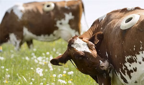 Tất nhiên để tránh vi khuẩn xâm nhập vào nội tạng và gây bệnh cho bò, họ sẽ dùng những chiếc nắp đặc biệt để bịt chiếc ống dẫn lại.