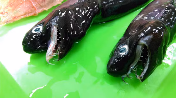 Cá mập Viper vốn là một loài cá mập chó rất hiếm trong họ Etmopteridae. Loài cá mập này được tìm thấy ở ngoài khơi miền nam Nhật Bản, Đài Loan và quần đảo Tây Bắc Hawaii.