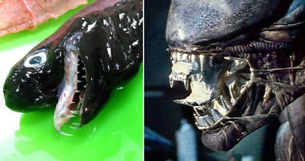 Tuy nhiên, con cá lạ thực chất chính là một loài cá mập. Loài cá này có tên gọi là "Viper Shark", có nghĩa là cá mập rắn lục, với hàm răng sắc nhọn không hề thua kém loài rắn lục.