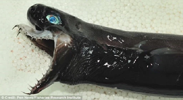 Con cá lạ có cơ thể thuôn dài đến 60cm, có màu đen tuyền, trơn tuột như loài rắn. Đôi mắt to và hàm răng chẳng giống bất kỳ sinh vật nào. Khi con vật thè lưỡi ra, trông nó còn đáng sợ hơn nữa.