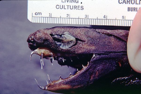 Thức ăn ưa thích của cá rắn lục là cá và các loài giáp xác. Mặc dù các nhà sinh vật học đã bắt được 5 cá thể cá rắn lục nhưng 4 trong số chúng đã bị chết dù được nuôi trong bể nước mặn giống như ngoài biển.