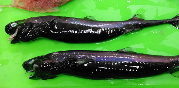 Cá mập Viper có hình dạng khá kỳ lạ với phần thân hình trụ thuôn dài, các vây khá nhỏ và có những đốm đen phát sáng.