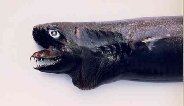 Cá mập Viper được đánh giá là rất hiếm. Kể từ lần đầu tiên được phát hiện vào năm 1986, rất ít người có thể nhìn thấy chúng xuất hiện trở lại.