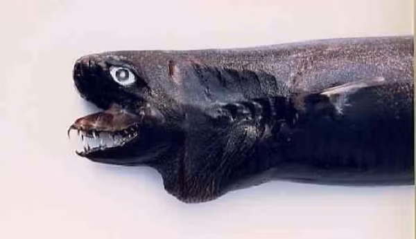 Cá mập Viper được đánh giá là rất hiếm. Kể từ lần đầu tiên được phát hiện vào năm 1986, rất ít người có thể nhìn thấy chúng xuất hiện trở lại.