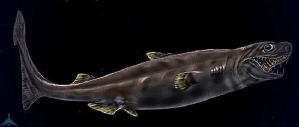 Hàm răng của loài này có hình chữ V, và cá mập Viper có thể kéo dài được hàm để nuốt trọn những con mồi to lớn.