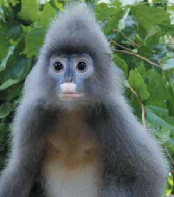 Voọc xám hoạt động vào ban ngày. Cuộc sống leo trèo trên cây. Có thể gặp chúng kiếm ăn ở vùng đồi cây bụi gần rừng. Có thể gặp chúng kiếm ăn ở vùng đồi cây bụi gần rừng. Thường ngủ trên các vách núi đá vôi dựng đứng hoặc trên tán cây cao rậm kín gió.