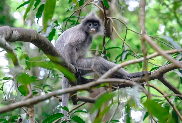 Voọc xám Đông Dương (Danh pháp khoa học: Trachypithecus phayrei crepusculus) hay còn gọi là Voọc xám Đông Nam Á hay gọi đơn giản là Voọc xám ở Việt Nam, là một trong ba phân loài của loài Voọc xám (Trachypithecus phayrei) phân bố ở vùng Đông Nam Á.