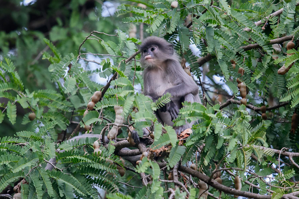 Voọc xám phân bố ở nhiều khu rừng từ Tây Bắc cho đến Nghệ An. Hiện trạng về phân bố, và số lượng voọc xám ở Việt Nam trong những năm gần đây chưa được nghiên cứu đầy đủ.