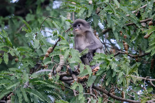 Voọc xám phân bố ở nhiều khu rừng từ Tây Bắc cho đến Nghệ An. Hiện trạng về phân bố, và số lượng voọc xám ở Việt Nam trong những năm gần đây chưa được nghiên cứu đầy đủ.