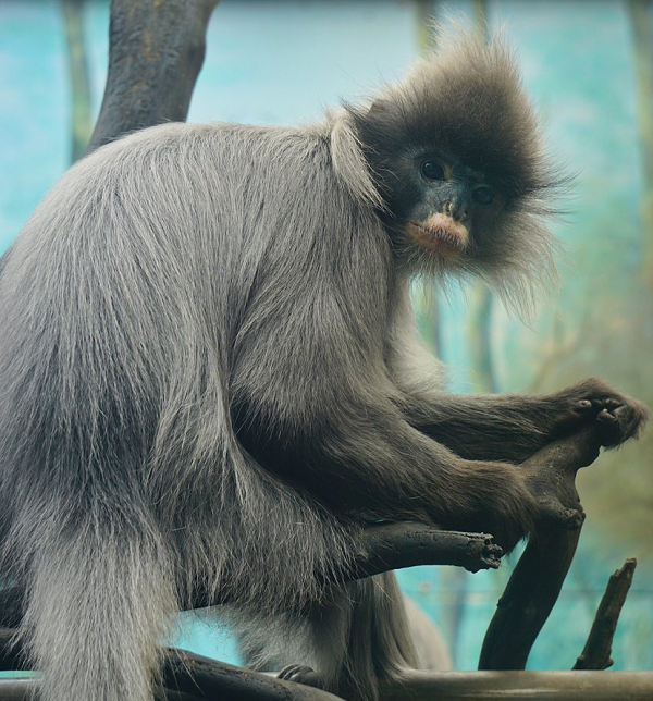 Voọc xám sống trong các khu rừng trên núi đá các tỉnh miền núi phía Bắc và Bắc Trung Bộ, ở những vùng rừng cây cao trên núi đá vôi, không sống trên rừng hỗn giao tre nứa. Chúng sống thành từng nhóm từ 3- 30 cá thể.