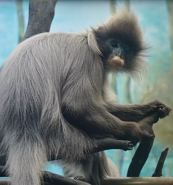 Voọc xám sống trong các khu rừng trên núi đá các tỉnh miền núi phía Bắc và Bắc Trung Bộ, ở những vùng rừng cây cao trên núi đá vôi, không sống trên rừng hỗn giao tre nứa. Chúng sống thành từng nhóm từ 3- 30 cá thể.