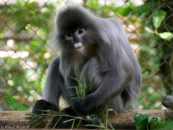 Lông ở vùng lưng thẫm hơn ở vùng bụng. Bên hông có các lông dài, đầu lông có ánh bạc. Đuôi dài hơn thân, lông đuôi rất dài. Chân tay rất dài, chân tay có màu đen, phần trên cánh tay, chân và đuôi có màu xám bạc.