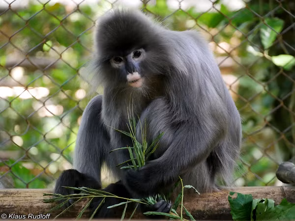 Lông ở vùng lưng thẫm hơn ở vùng bụng. Bên hông có các lông dài, đầu lông có ánh bạc. Đuôi dài hơn thân, lông đuôi rất dài. Chân tay rất dài, chân tay có màu đen, phần trên cánh tay, chân và đuôi có màu xám bạc.