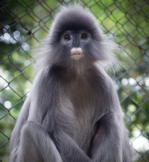 Đây là loài khỉ có thân hình thon nhỏ, trọng lượng từ 5–9 kg. Chúng có đặc điểm nhận dạng là bộ lông màu xám tro tới màu nâu đen, trên đầu có mào lông, đỉnh đầu có mào lông xám, da bao quanh mắt có màu xanh và trắng.