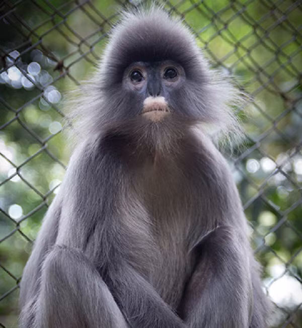 Đây là loài khỉ có thân hình thon nhỏ, trọng lượng từ 5–9 kg. Chúng có đặc điểm nhận dạng là bộ lông màu xám tro tới màu nâu đen, trên đầu có mào lông, đỉnh đầu có mào lông xám, da bao quanh mắt có màu xanh và trắng.