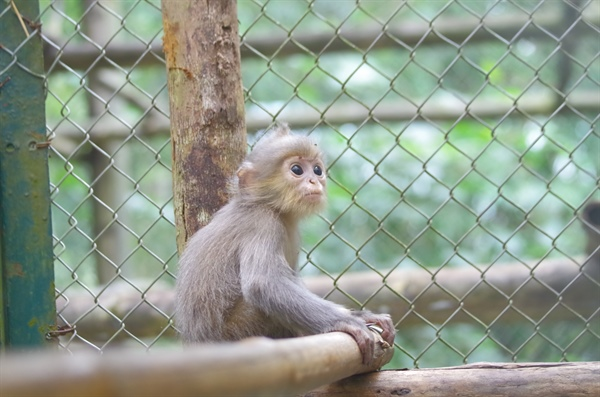 Đây là 2 cá thể thuộc loài Voọc xám - loài vô cùng quý hiếm, được bảo hộ tại Nghị định 06/2019/NĐ-CP, va Nghị định 84/2021/NĐ-CP sửa đổi, bổ sung một số điều của Nghị định số 06/2019/NĐ-CP của Chính phủ về quản lý thực vật rừng, động vật rừng nguy cấp, quý, hiếm và thực thi Công ước về buôn bán quốc tế các loài động vật, thực vật hoang dã nguy cấp.