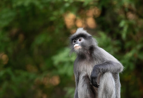 Chúng là loài linh trưởng phân bố ở khu vực Đông Nam Á. Tuy nhiên, số lượng của loài này ở Việt Nam không còn nhiều. Mức độ đe dọa ở bậc V (sắp nguy cấp, số lượng còn rất ít).
