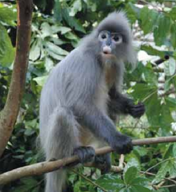 Voọc xám sống chung với khỉ mốc, khỉ vàng nhưng không cạnh tranh về thức ăn. Thức ăn là lá và chồi non, thức ăn chủ yếu là quả 24,4%, lá 58,4%, các loại khác 9,7%. Kẻ thù tự nhiên là các loài thú ăn thịt cỡ lớn.