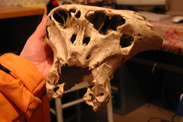 Theo Melikov, hộp sọ này thuộc về một loài sinh vật hai chân mà khoa học chưa biết đến. Ông tin rằng đó có thể là một sinh vật ngoài hành tinh đã đến thăm Trái Đất trong quá khứ.