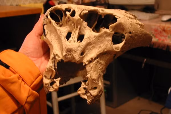 Theo Melikov, hộp sọ này thuộc về một loài sinh vật hai chân mà khoa học chưa biết đến. Ông tin rằng đó có thể là một sinh vật ngoài hành tinh đã đến thăm Trái Đất trong quá khứ.