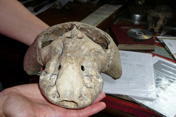 Người ta còn biết rằng Ahnenerbe đã tìm nhiều cách để liên hệ với người ngoài hành tinh với mong muốn có được vũ khí quyền lực tuyệt đối. Tuy nhiên, chi tiết về các cuộc thám hiểm của họ vẫn còn bị bao trùm trong bí mật.