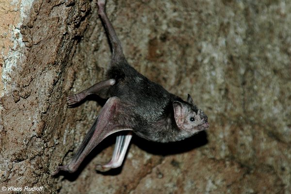 Một bầy dơi ma cà rồng có thể lên tới vài nghìn con. Mỗi đàn được coi là một hậu cung khổng lồ với vài con đực làm chúa tể bên cạnh vợ con chúng, và một số con đực “ngụ cư” không có quyền lực.