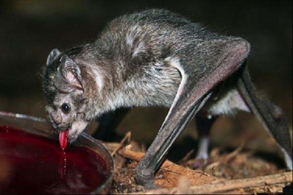 Sự thiếu hụt một gene khác tên CTRL thì giúp chúng tiêu thụ hợp lý hơn protein trong máu...