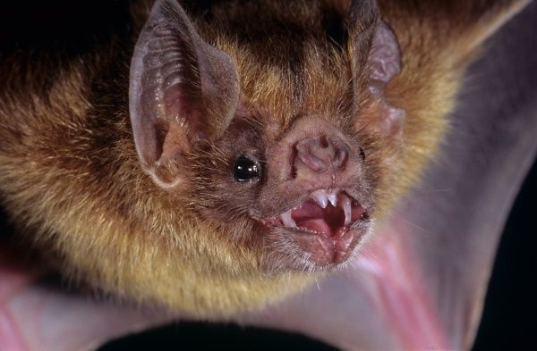 Khiếm khuyết này đối với dơi ma cà rồng lại là một lợi thế. Lỗi gene đặc biệt khiến dơi ma cà rồng lấy được một số chất dinh dưỡng từ máu theo cách mà các loài dơi khác không làm được.