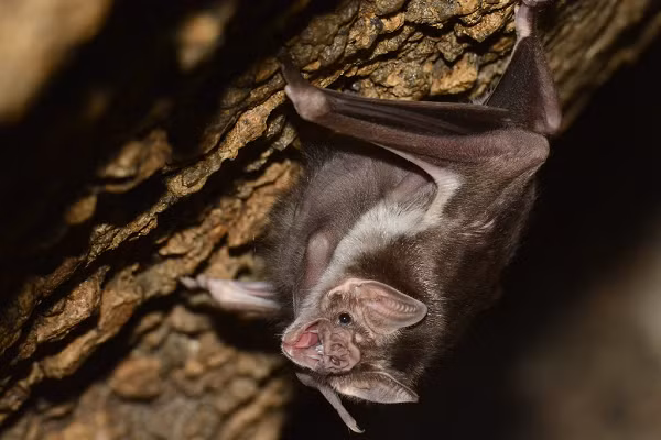 Nhóm nghiên cứu cho biết thêm rằng một số gene bị thiếu liên quan đến quá trình tiêu hóa và trao đổi chất, trong khi một số gene khác liên quan đến khả năng nhận thức, thị lực và sinh lý..., cần được nghiên cứu thêm.