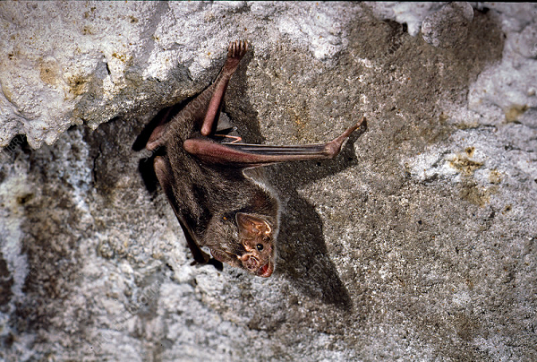 Carbohydrate chính là nguồn tạo ra glucose mà các sinh vật khác đều cần khá nhiều để cơ thể có năng lượng hoạt động.