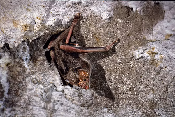 Carbohydrate chính là nguồn tạo ra glucose mà các sinh vật khác đều cần khá nhiều để cơ thể có năng lượng hoạt động.