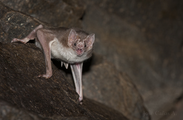 Ví dụ như 2 trong số các gene bị thiếu điều khiển việc bài tiết insulin (hormone điều chỉnh lượng đường trong máu) từ tuyến tụy, khiến chúng rất ít tiết ra insulin, nên "sống khỏe" dù trong máu rất ít carbohydrate.