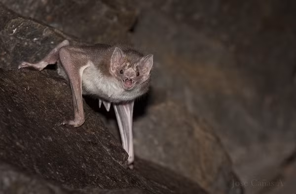 Ví dụ như 2 trong số các gene bị thiếu điều khiển việc bài tiết insulin (hormone điều chỉnh lượng đường trong máu) từ tuyến tụy, khiến chúng rất ít tiết ra insulin, nên "sống khỏe" dù trong máu rất ít carbohydrate.