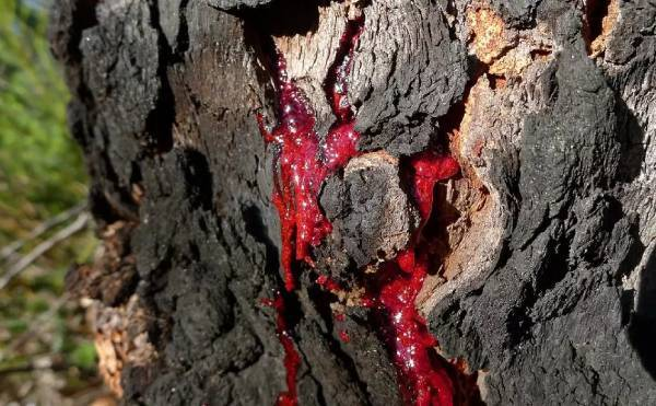 Nhiều tin đồn cho rằng, Tào Tháo chặt phải gốc cây biết chảy máu đã mạo phạm thần linh. Vì vậy, ông đã bị trừng phạt, mắc căn bệnh lạ và cuối cùng qua đời.