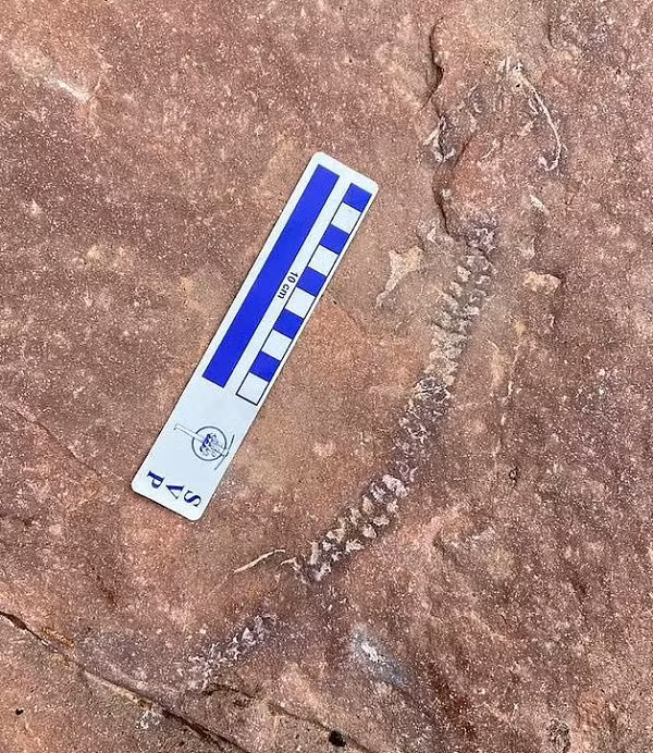 Tại công viên Quốc gia Canyonlands ở Utah (Mỹ), trong một hẻm núi, quá trình xói mòn tự nhiên đã làm lộ ra hóa thạch một loài sinh vật lạ trên vách đá.