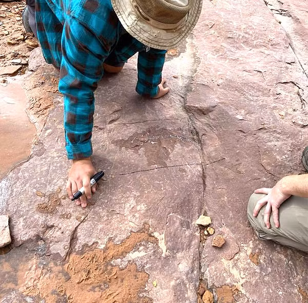 Khối đá chứa hóa thạch được bóc tách khỏi vách đá và sẽ được quét CT để phân tích bởi việc nỗ lực tách riêng phần xương có thể làm hóa thạch hư hại ít nhiều.