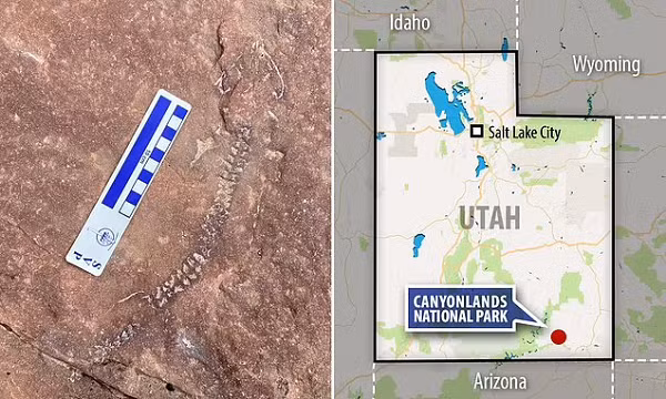 Adam Marsh - nhà cổ sinh vật học từ Công viên Quốc gia Petrified Forest (Arizona, Mỹ), thành viên nhóm nghiên cứu cho biết, sinh vật này có kích thước bằng một con kỳ nhông và các đốt xương sống, đỉnh hộp sọ, một số xương vai và xương trước đã được bảo tồn hoàn hảo.