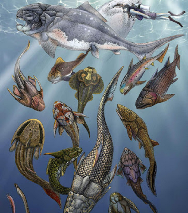 Hệ động vật đa dạng hóa đến mức độ lớn trong kỷ Devon bắt đầu từ cá. Đây là một trong những nhóm có mức tăng trưởng dân số lớn nhất. Nhiều người gọi thời kỳ này là tuổi của cá. Các loài chẳng hạn như Sarcopterygians, Actinopterygians, Ostracoderms và Selacians.