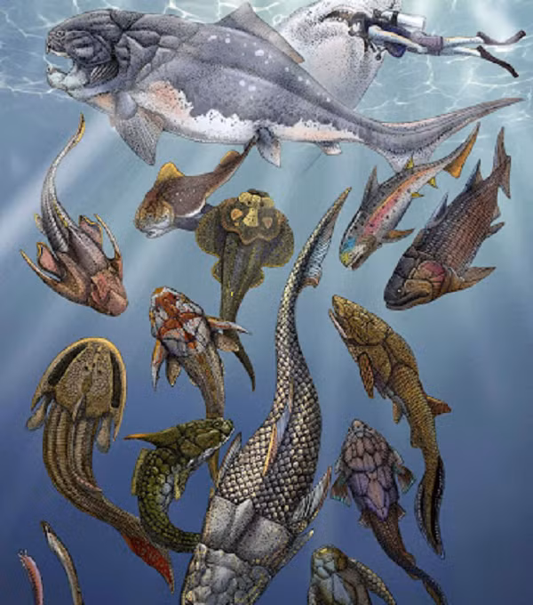 Hệ động vật đa dạng hóa đến mức độ lớn trong kỷ Devon bắt đầu từ cá. Đây là một trong những nhóm có mức tăng trưởng dân số lớn nhất. Nhiều người gọi thời kỳ này là tuổi của cá. Các loài chẳng hạn như Sarcopterygians, Actinopterygians, Ostracoderms và Selacians.