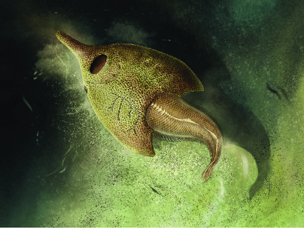 Theo tiến sĩ Min Zhu từ Viện Cổ sinh vật học và Cổ sinh vật có xương sống, Học viện Khoa học Trung Quốc, tác giả chính của nghiên cứu, những con "quái ngư" này nằm trong số những nhóm động vật có xương sống có thân bí ẩn.