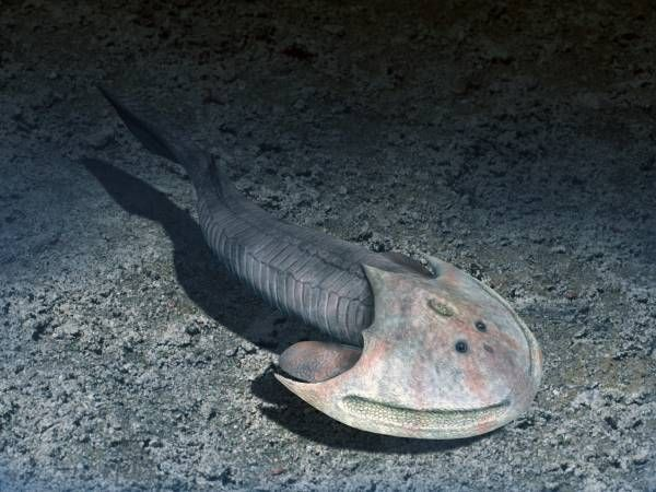 Mẫu vật là một vùng bụng phẳng, có hình dáng quả lê, với 6 cặp lỗ phế quản mở đối xứng hai bên, một cấu trúc tồn tại ở nhiều loài cá có hàm sau này, thậm chí cá hiện đại như cá mập.