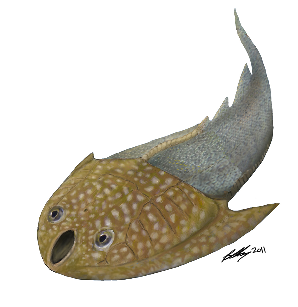 Những mẫu vật hóa thạch này ó ý nghĩa đặc biệt quan trọng đối với ngành cổ sinh vật học, bởi đó chính là loài "ở giữa" trên cây tiến hóa, khi các loài cá dưới đại dương cổ đại dần biến đổi từ trạng thái cá không hàm sang cá có hàm.